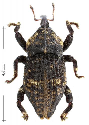Acallocrates minutesquamosus